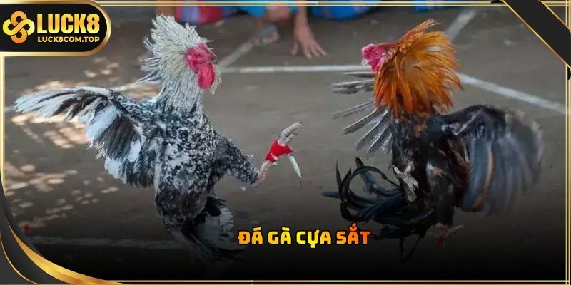 Sảnh đá gà W168 luôn chọn lọc chiến kê tốt nhất để phục vụ nhu cầu giải trí