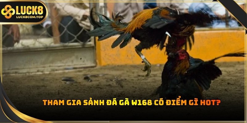 Sảnh đá gà W168 chinh phục lòng tin của khách hàng nhờ công nghệ hiện đại